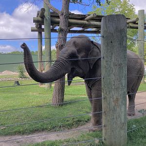 Emily the Elephant (July 7th)