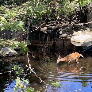 Deer Wading (July 7th)