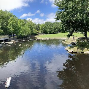 Bison Exhibit Panorama (July 7th)