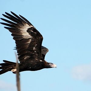 Wedge-tailed eagle 2