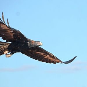 Wedge-tailed eagle 1