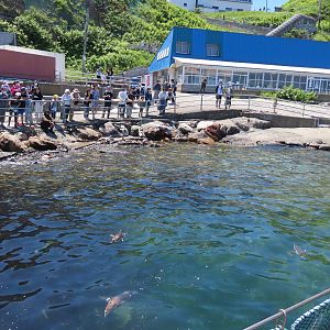 Penguins in larger exhibit