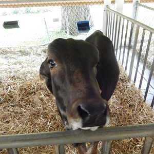 6/23/2023 - Brahman Calf