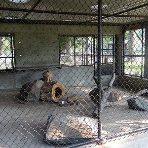 6/23/2023 - Coati Cage