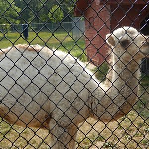 6/23/2023 - Young Dromedary Camel
