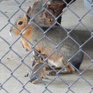 6/23/2023 - Cavy Mom & Baby