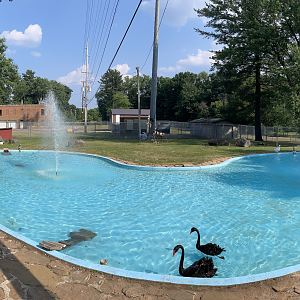 6/23/2023 - Duck Pond