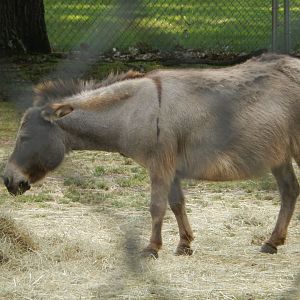 6/23/2023 - Miniature Donkey
