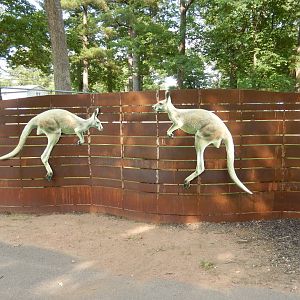 6/23/2023 - Decorative Kangaroo Fence