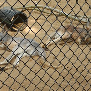 6/23/2023 - Red Kangaroos