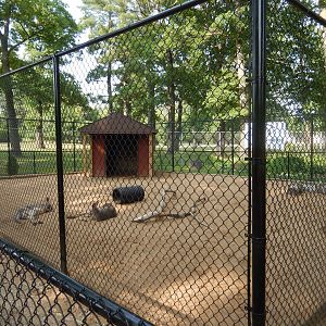 6/23/2023 - Red Kangaroo Exhibit