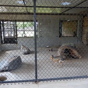 6/23/2023 - Patagonian Cavy Cage
