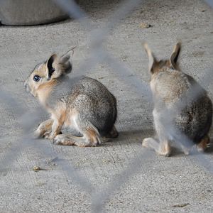 6/23/2023 - Cavy Babies