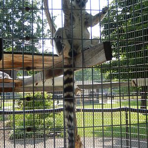 6/23/2023 - Ring-Tailed Lemur