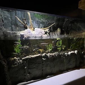 Trout/Red-tailed Hawk Exhibit