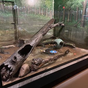 Small-clawed Otter Exhibit