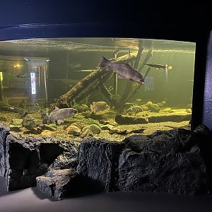 Paddlefish/Gar Exhibit