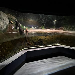 Nile Crocodile Exhibit