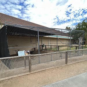 Red-tailed Hawk Aviary