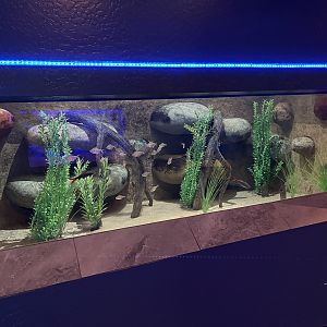 Electric Eel Exhibit