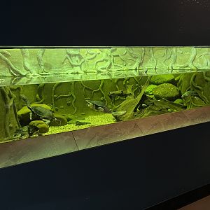 Snake-necked Turtle Exhibit