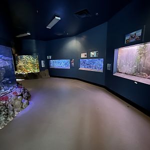 Wild and Wonderful Building