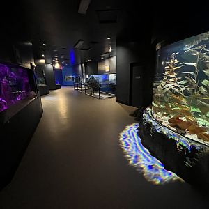 Wild and Wonderful Building