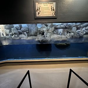 African Penguin Exhibit