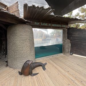 Shipwreck Cove - California Sea Lions