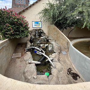 Small-clawed Otter Exhibit