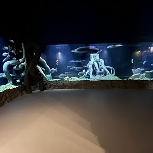 Amazon Tank - enormous!