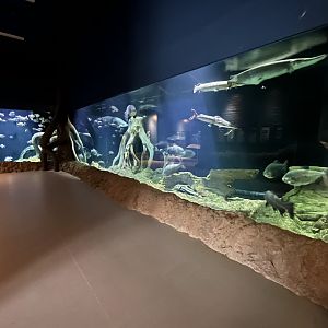 Amazon Tank - enormous!