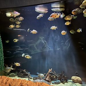 Piranha Tank (10 feet high)