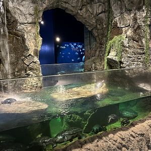 Turtle Tank (2 species)