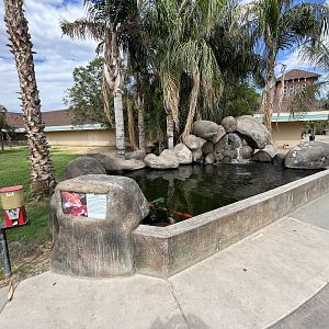 Koi Pond