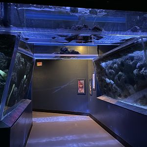 Predators Building - 4 Eel Tanks