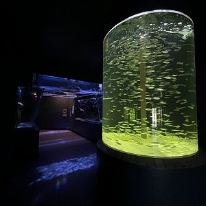 Predators Building - False Pilchard Exhibit