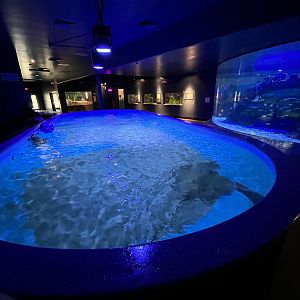 Predators Building - Stingray Touch Tank