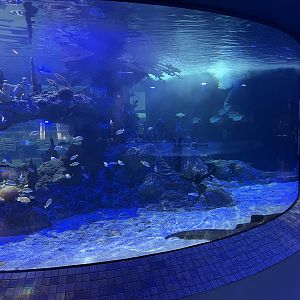 Predators Building - Shark Tank