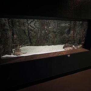 Predators Building - Wobbegong Exhibit