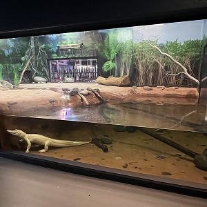 Predators Building - White Alligator Exhibit