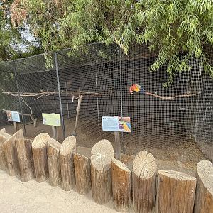 Scarlet Macaw + Blue and Gold Macaw Aviary
