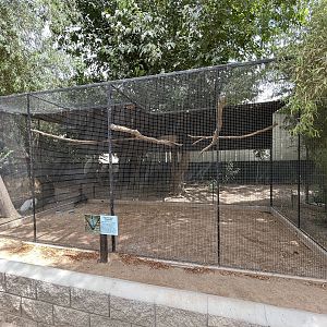 Great Argus Pheasant Aviary