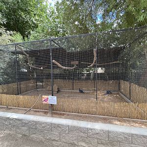 Victoria Crowned Pigeon Aviary