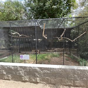 Purplish-backed Jay Aviary