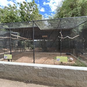 White-headed Piping Guan Aviary
