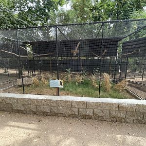 Grey-winged Trumpeter Aviary