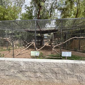 Coati Exhibit