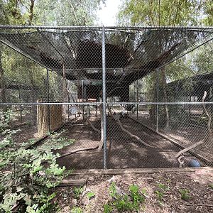 Patas Monkey Exhibit