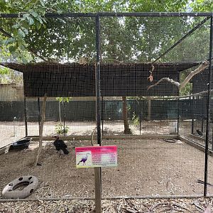 Southern Ground Hornbill Aviary